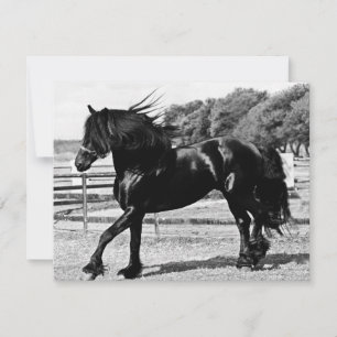 Caballo de belleza negra