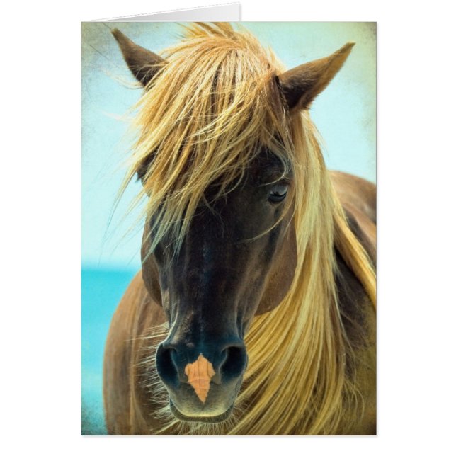 Caballo de bonito (Frente)