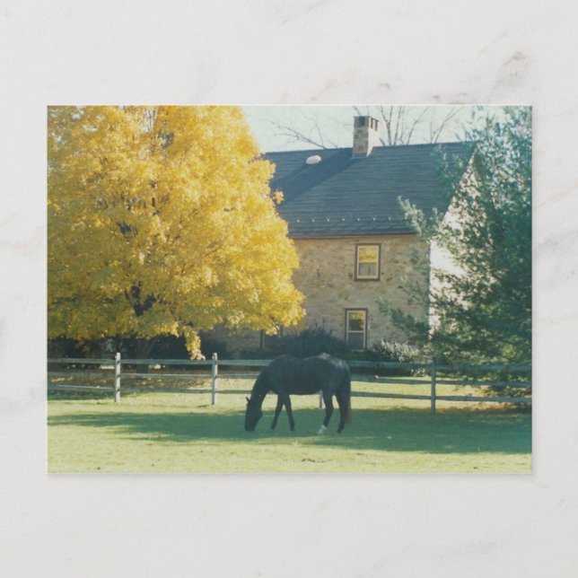 Caballo de campo - postal (Anverso)