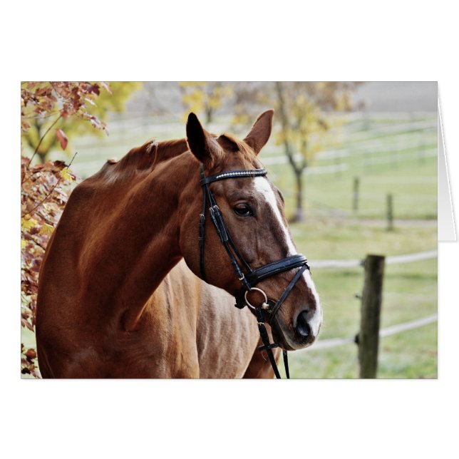 Caballo de castaño con brillo, brindis, en pasto (Anverso (Horizontal))