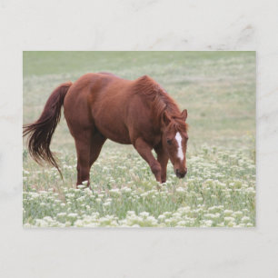Caballo de castaño en postal de campo