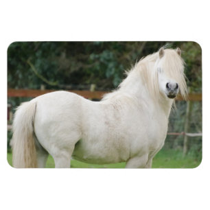 Caballo de galés Imán flexible