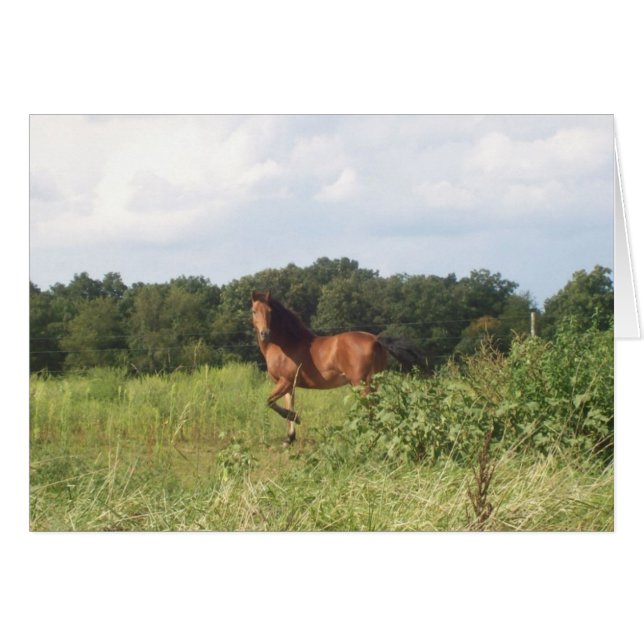 Caballo de granja de campo (Anverso (Horizontal))