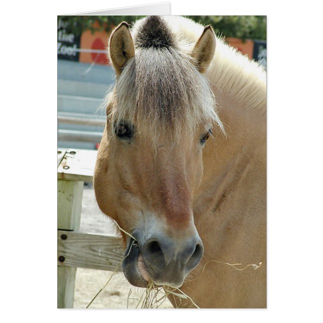 Caballo de hambre (Frente)