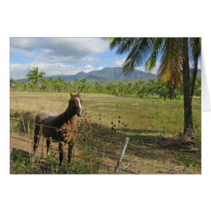Caballo de Hawái