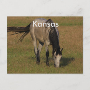 Caballo de Kansas en una TARJETA DE POSTS