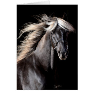 Caballo de la montaña rocosa de Choco