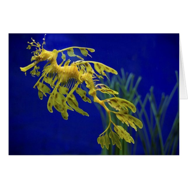 Caballo de mar (Anverso (Horizontal))