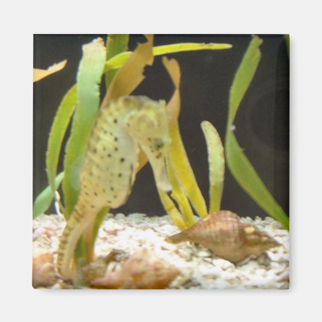 Caballo de mar balanceado - imán (Frente)