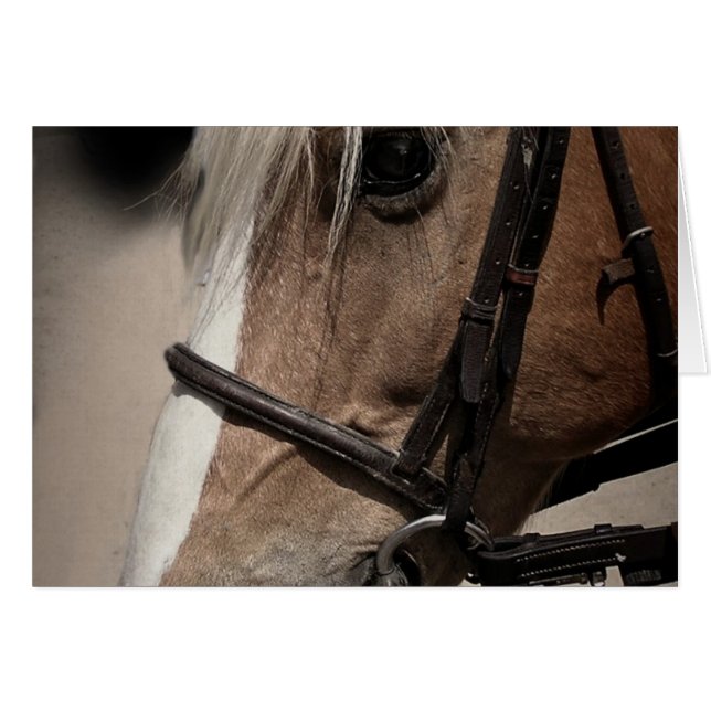 Caballo de Palomino en Bridle (Anverso (Horizontal))