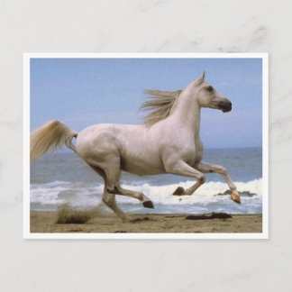 caballo de postales blanco