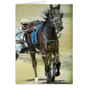 Caballo de raza de Standardbred