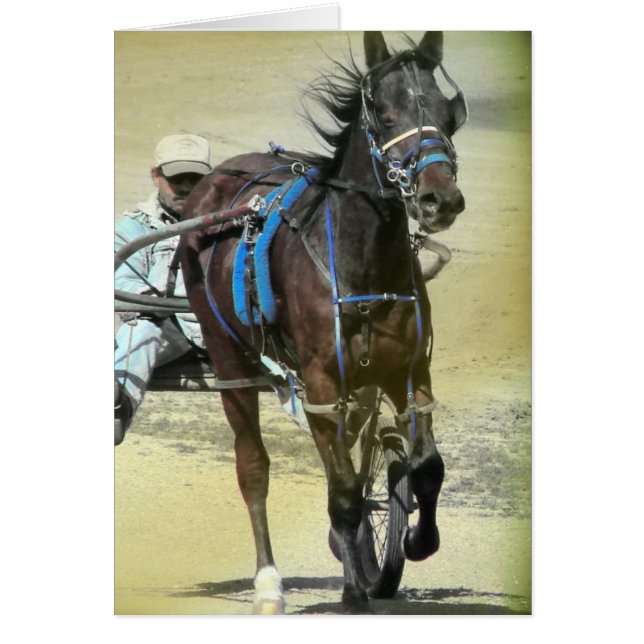 Caballo de raza de Standardbred (Frente)
