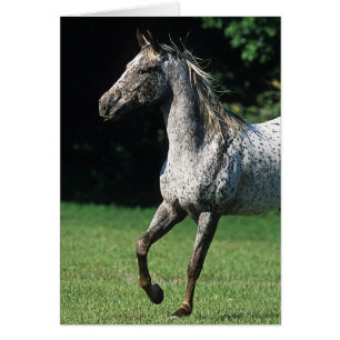 Caballo del Appaloosa que corre 2