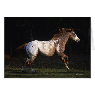 Caballo del Appaloosa que corre 4