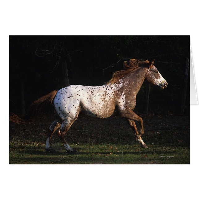 Caballo del Appaloosa que corre 4 (Anverso (Horizontal))