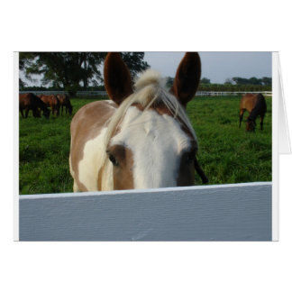 Caballo del Peek a Boo