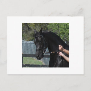 Caballo deportivo árabe negro en postales a mano