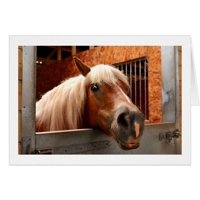 Caballo divertido (Anverso (Horizontal))