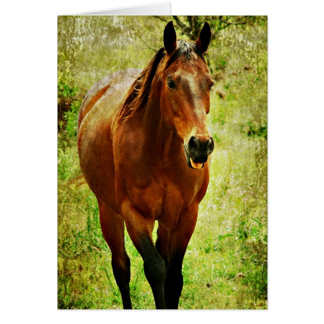 Caballo divertido (Frente)