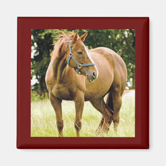 Caballo (en campo) imán