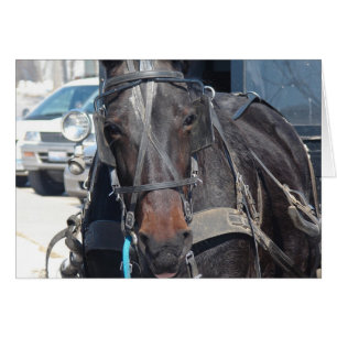 Caballo En El Estacionamiento