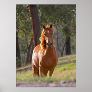 caballo en la impresión del poster de maderas A
