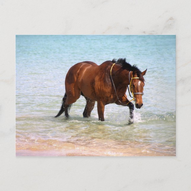 Caballo en la postal de la playa (Anverso)