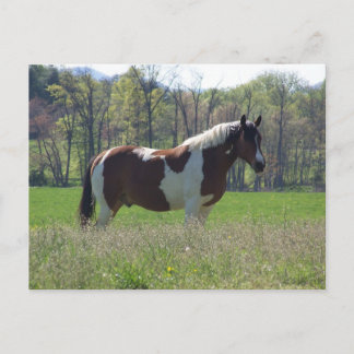 Caballo en la postal de las flores silvestres