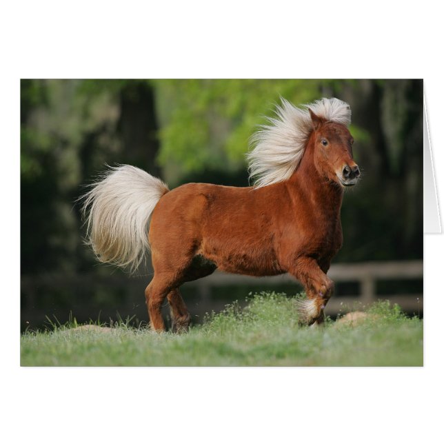 Caballo en miniatura (Anverso (Horizontal))
