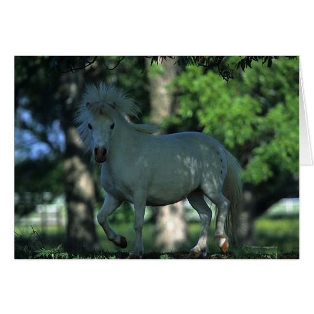 Caballo en miniatura en los árboles (Anverso (Horizontal))