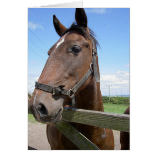 Caballo en un campo