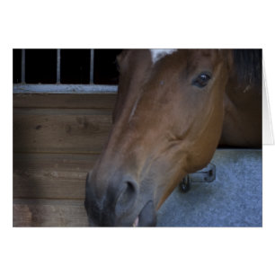 CABALLO ESTABLE