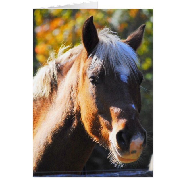 Caballo feliz (Frente)