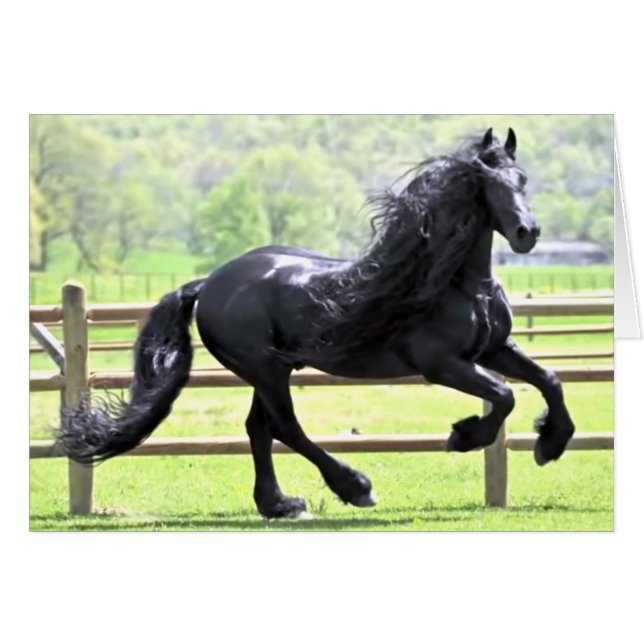 Caballo frisón negro (Anverso (Horizontal))