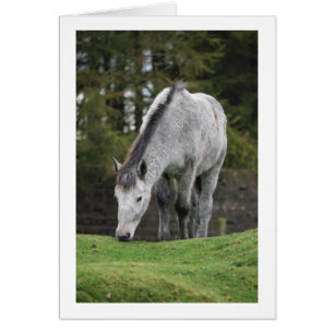 Caballo gris