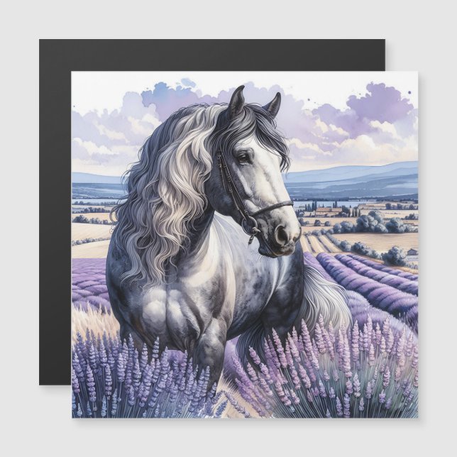 Caballo gris de bonito parado en lavanda (Anverso/Reverso)