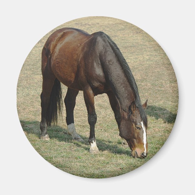 Caballo - imán (Frente)