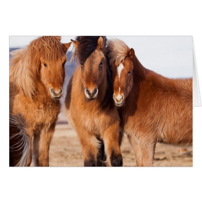 Caballo islandés durante el invierno (Anverso (Horizontal))