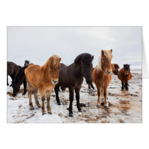 Caballo islandés durante el invierno en Islandia