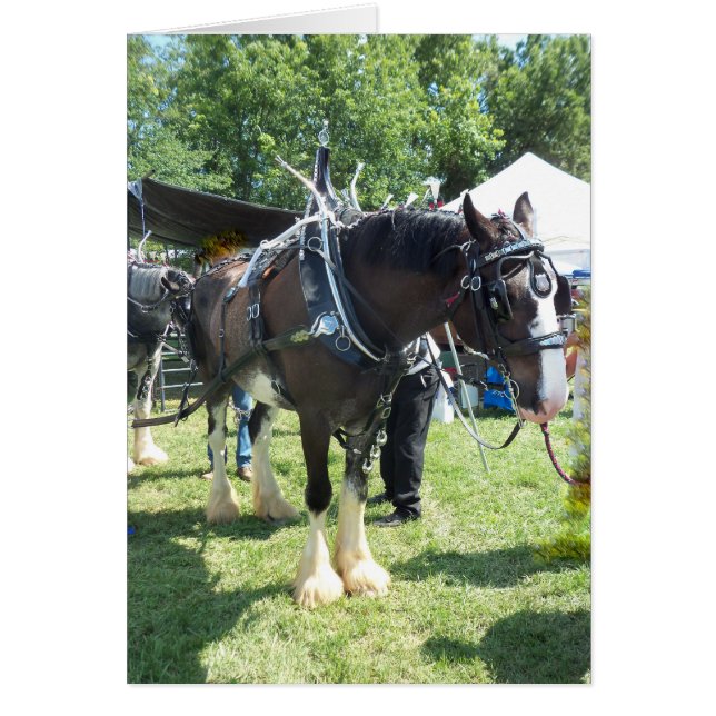 Caballo Justo (Frente)