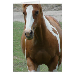Caballo llamativo de la pintura