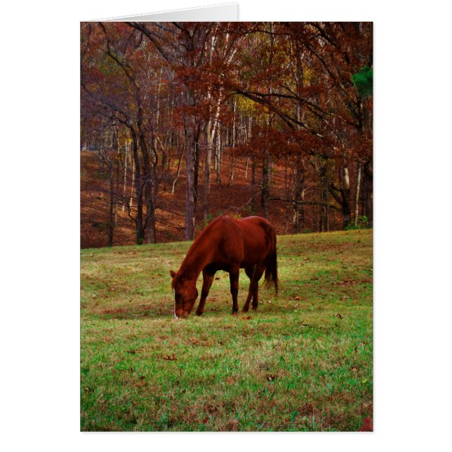 Caballo marrón con nariz blanca en el borde de Woo (Frente)