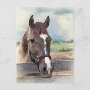 Caballo marrón con postal brillante