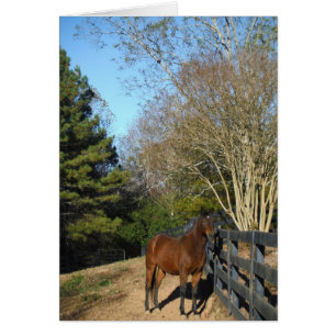Caballo marrón contra una cerca