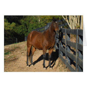 Caballo marrón contra una cerca