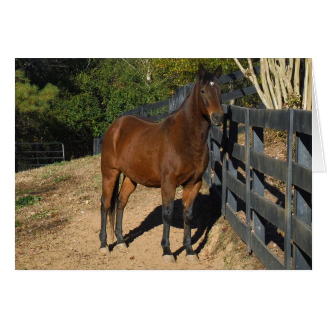 Caballo marrón contra una cerca (Anverso (Horizontal))