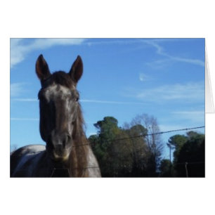 Caballo marrón de chocolate lechoso en azul