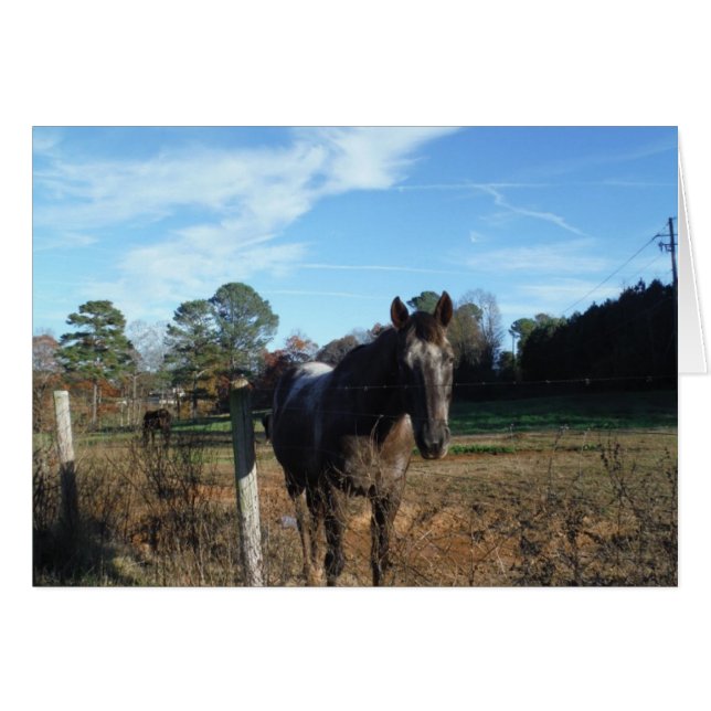 Caballo marrón de Coco y Crema (Anverso (Horizontal))