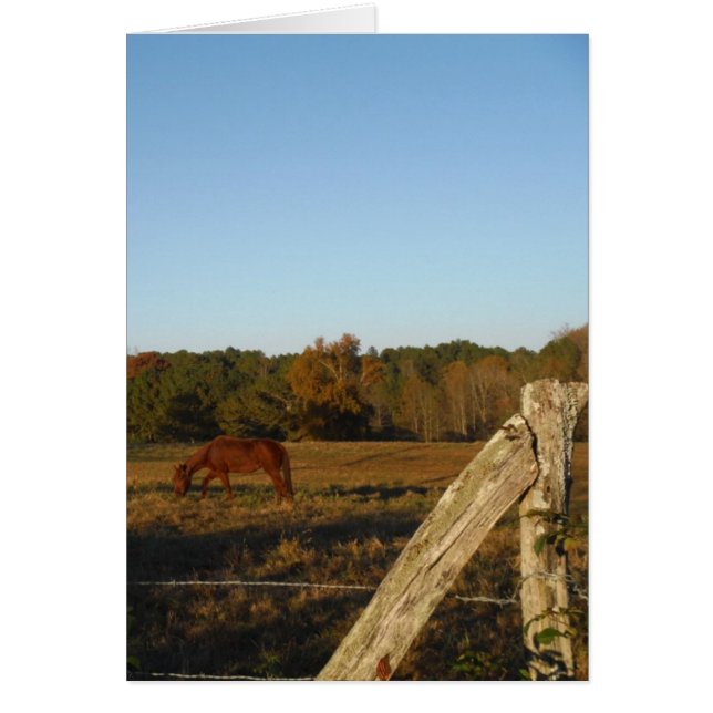 Caballo marrón en el sol (Frente)